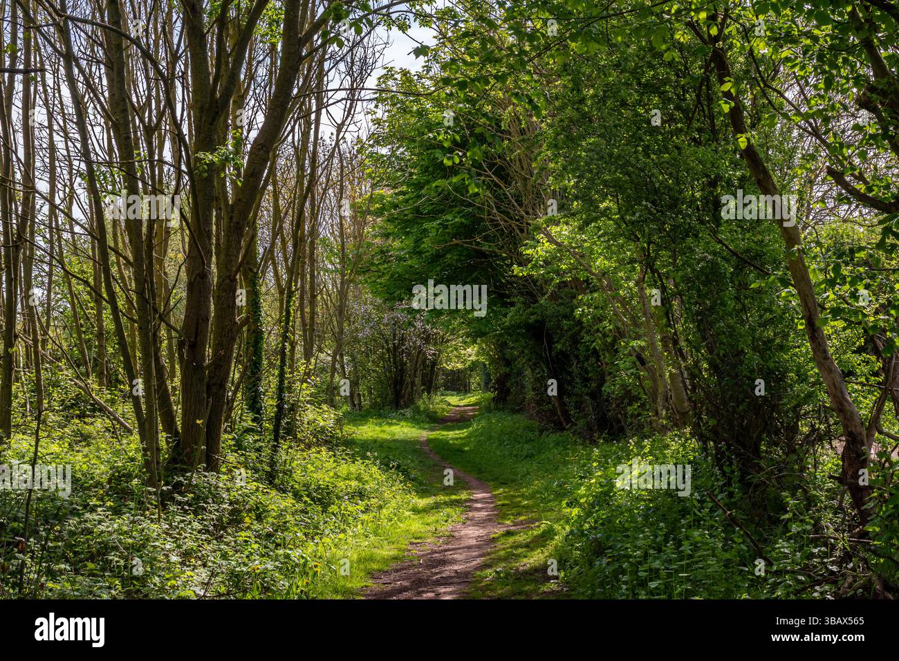 Primavera nei boschi di campagna Foto Stock