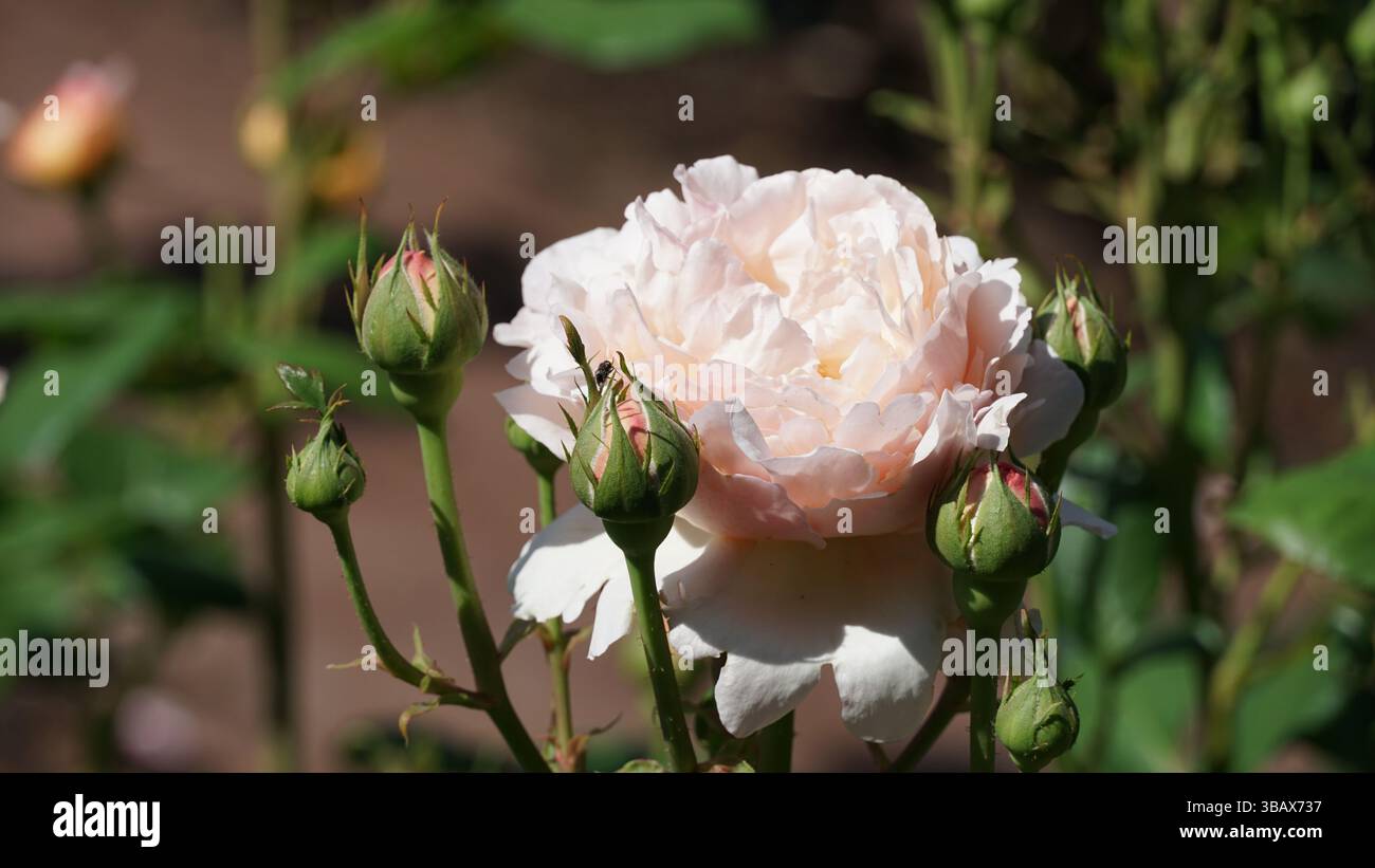 Un giardino di rose: Un'incredibile esposizione di colori e profumi Foto Stock