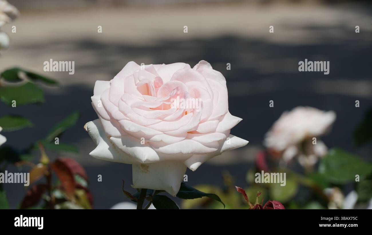 Un giardino di rose: Un'incredibile esposizione di colori e profumi Foto Stock