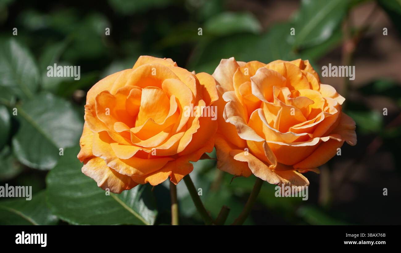 Un giardino di rose: Un'incredibile esposizione di colori e profumi Foto Stock