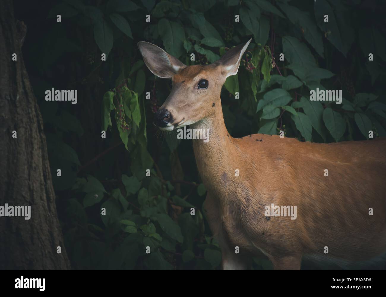 Un cervo dalla coda bianca si erge tranquillamente ai margini della foresta, parzialmente ricoperto di ombra e circondato da un ricco fogliame verde. Foto Stock