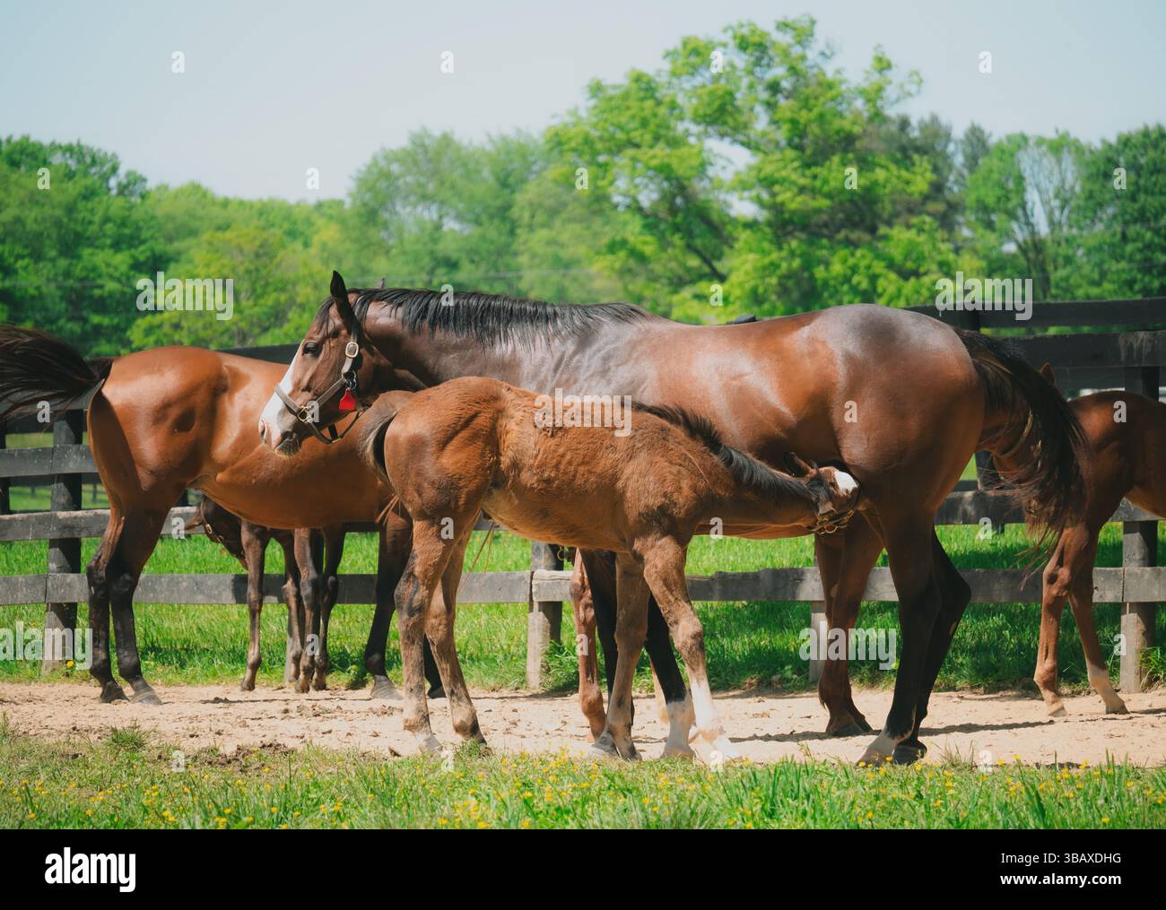 Un giovane puledro si allena dalla madre sotto il caldo sole primaverile, circondato da altri cavalli in un tranquillo paddock. Foto Stock