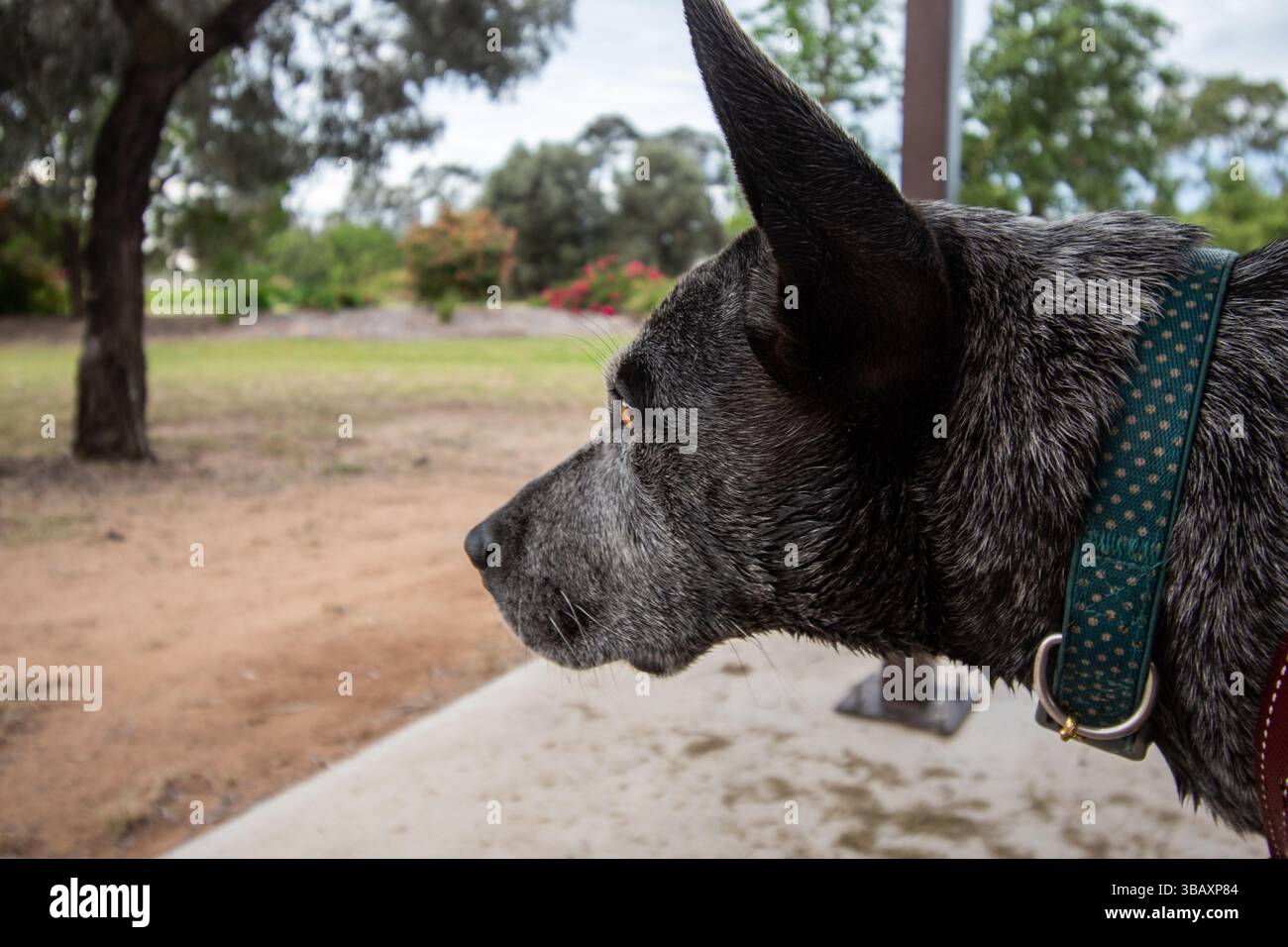 ritratto di un cane heeler blu da vicino Foto Stock