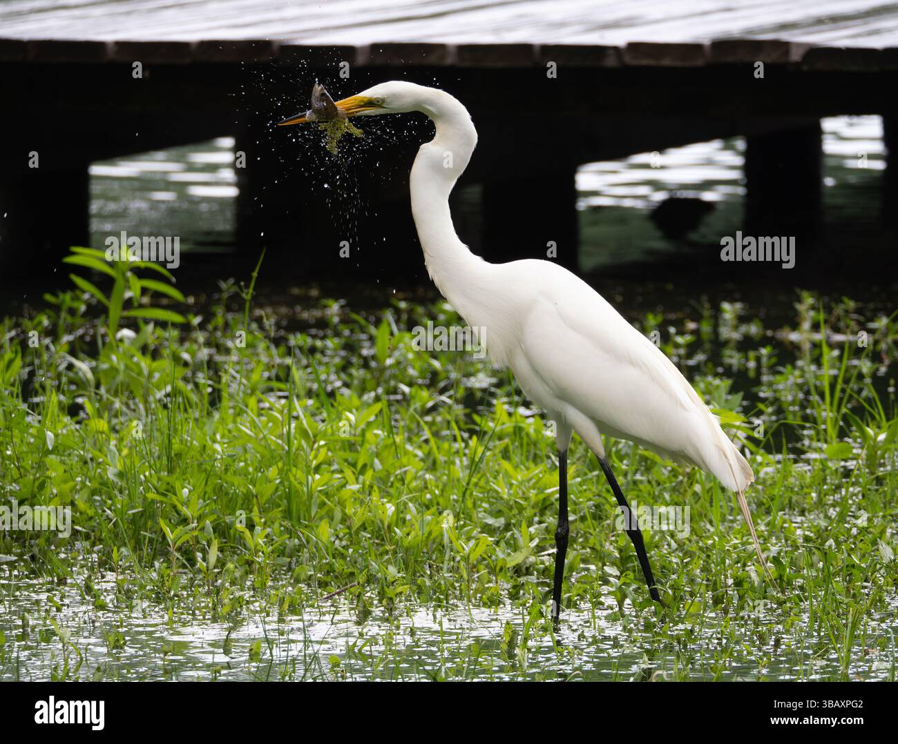 Grande egretta bianca in acqua poco profonda con un branzino appena pescato nel becco. Fotografato nel Burroughs Park Pond a Tomball, Texas. Foto Stock