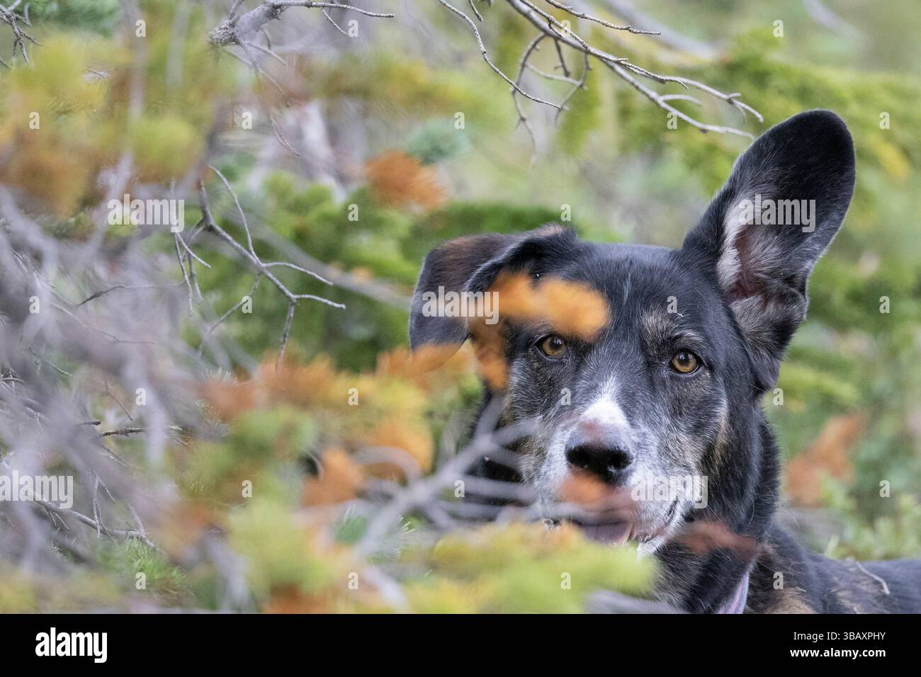 Cane nel bosco Foto Stock