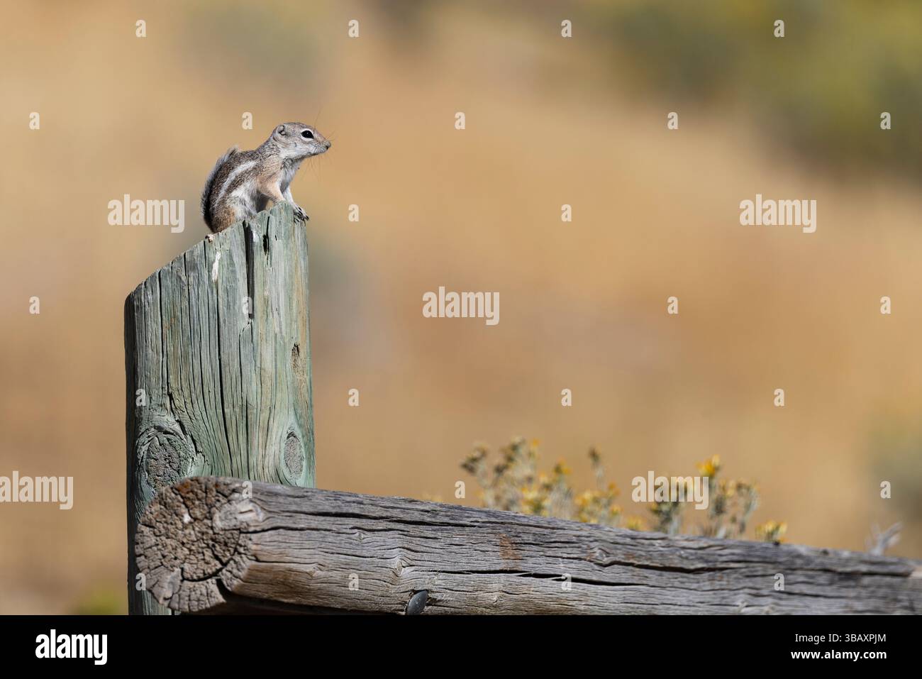 Chipmunk su Fence Post Foto Stock