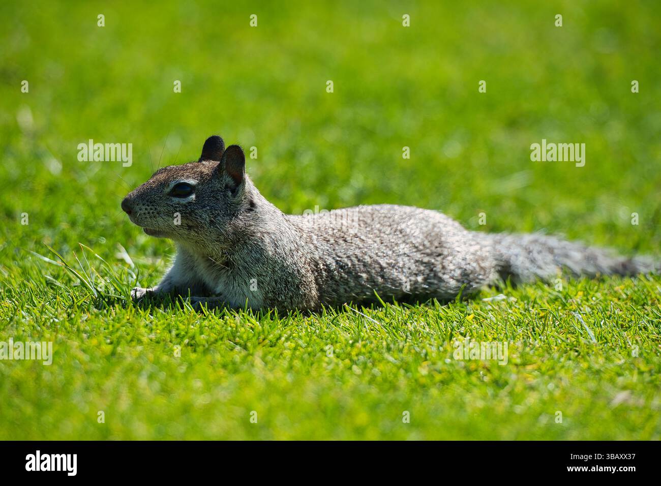 Questa foto raffigura uno scoiattolo in terra californiana sparso su una vibrante erba verde, crogiolandosi alla luce del sole. Catturati con dettagli nitidi e profondità ridotta. Foto Stock