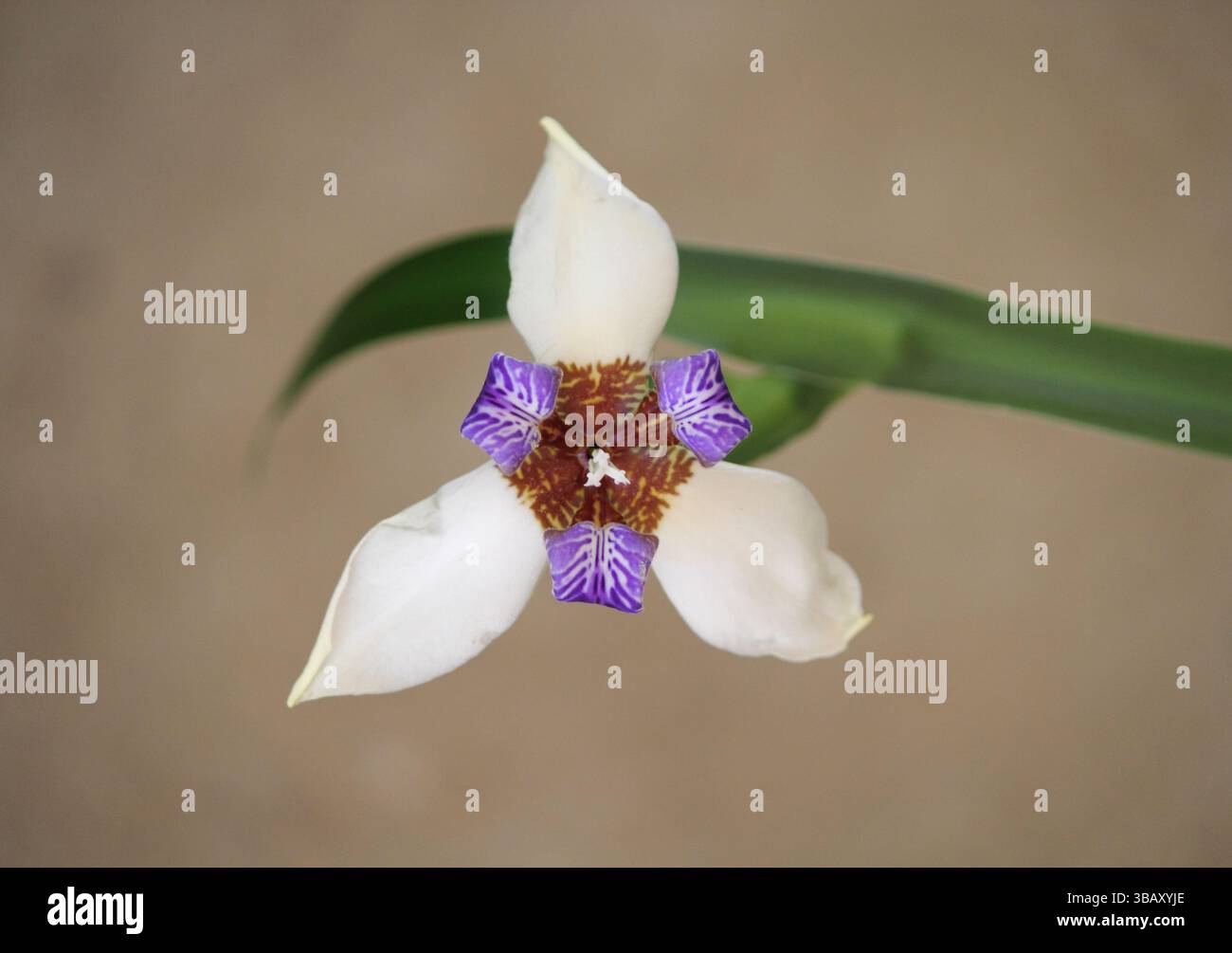 Bianco e viola brasiliano Walking Iris fiore su una pianta in un giardino Foto Stock