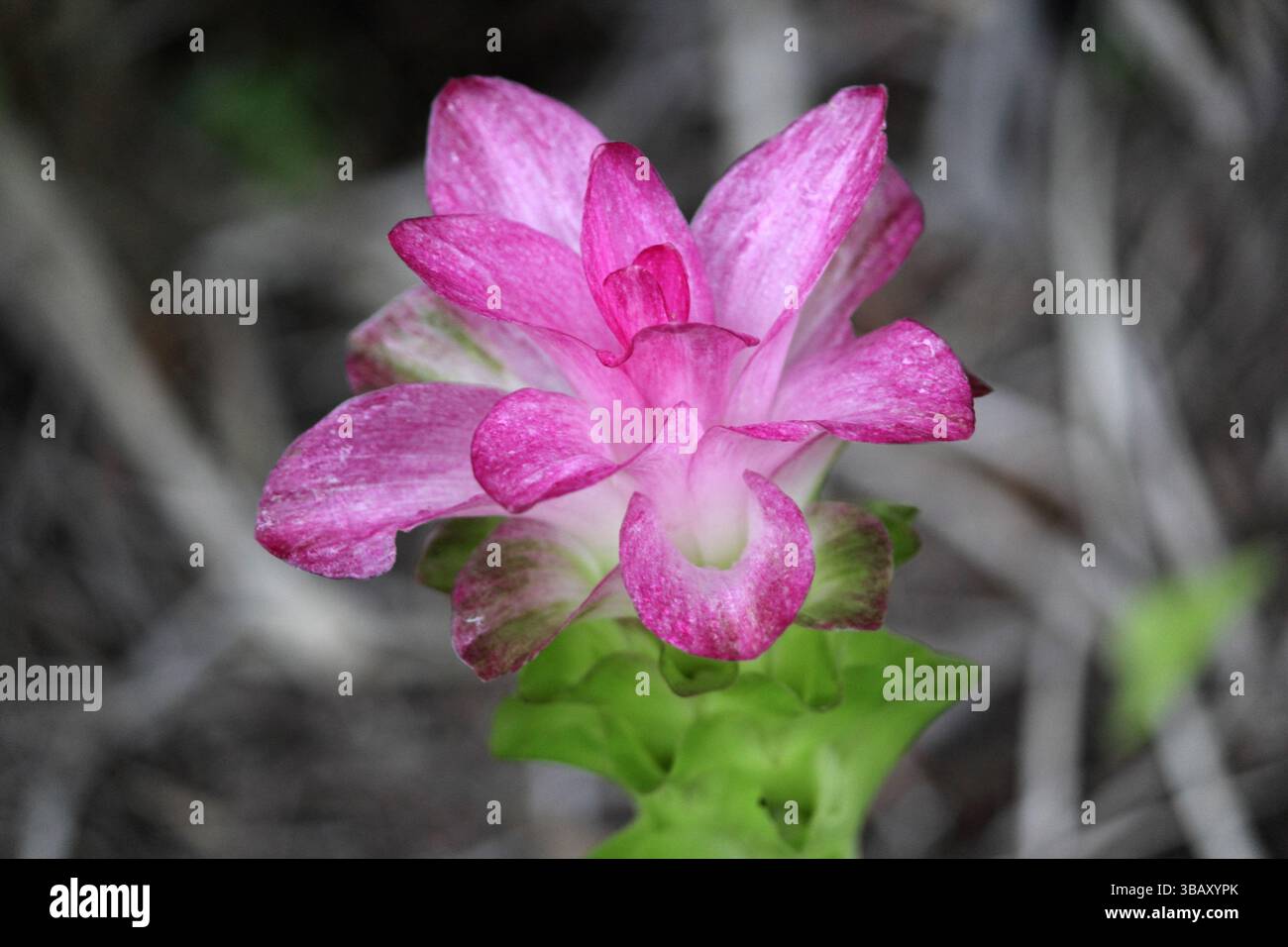 Fiore rosa dello zenzero giglio di Cape York su una pianta tropicale in un giardino Foto Stock