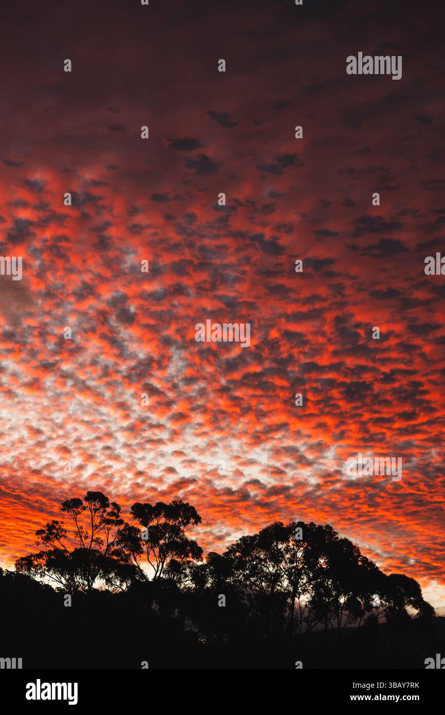Tramonto arancione in tasmania con sagoma di alberi di gomma e paesaggio montano, piccole nuvole soffici Altocumulus floccus Foto Stock Tramonto arancione in tasmania con sagoma di alberi di gomma e paesaggio montano, piccole nuvole soffici Altocumulus floccus Foto Stock