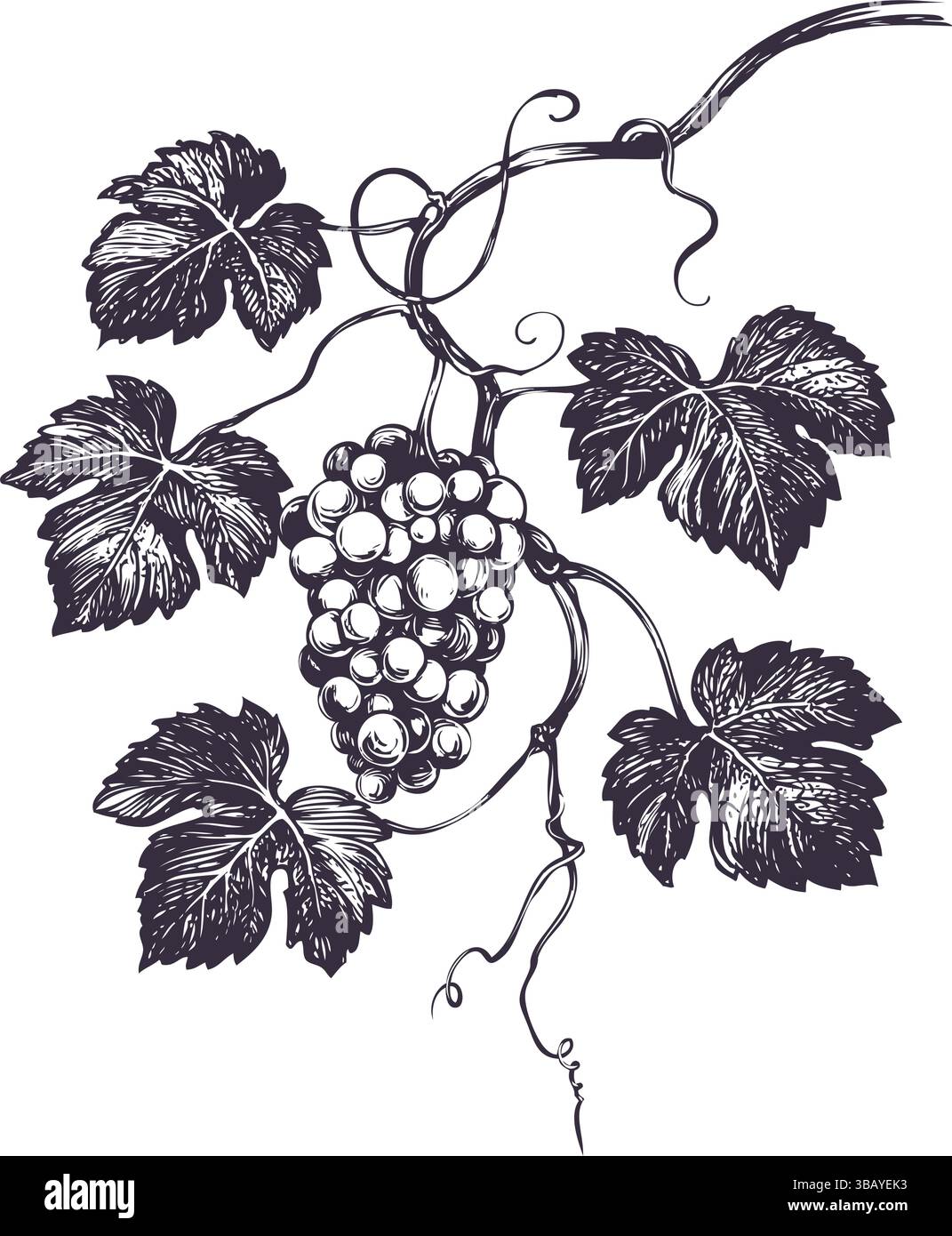 vite, uva, illustrazione vettoriale disegnata a mano schizzo realistico. Illustrazione Vettoriale