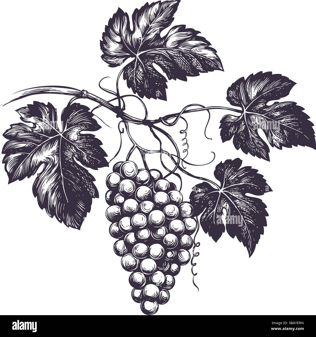 vite, uva, illustrazione vettoriale disegnata a mano schizzo realistico. Illustrazione Vettoriale