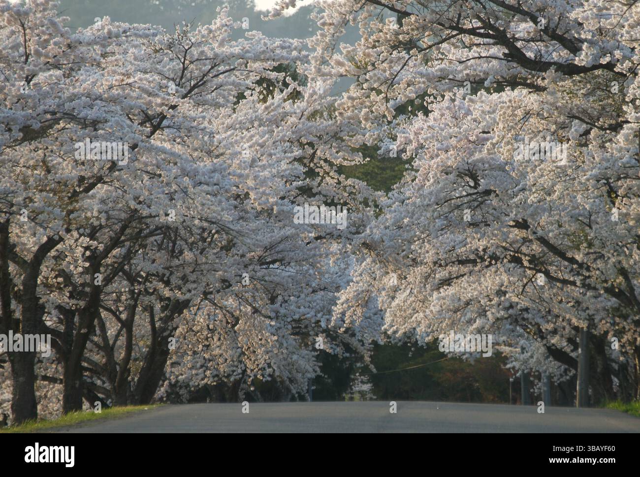 Foto che mostra i fiori di ciliegio ai piedi del monte Bandai nella città di Inawashiro, prefettura di Fukushima, Giappone Foto Stock