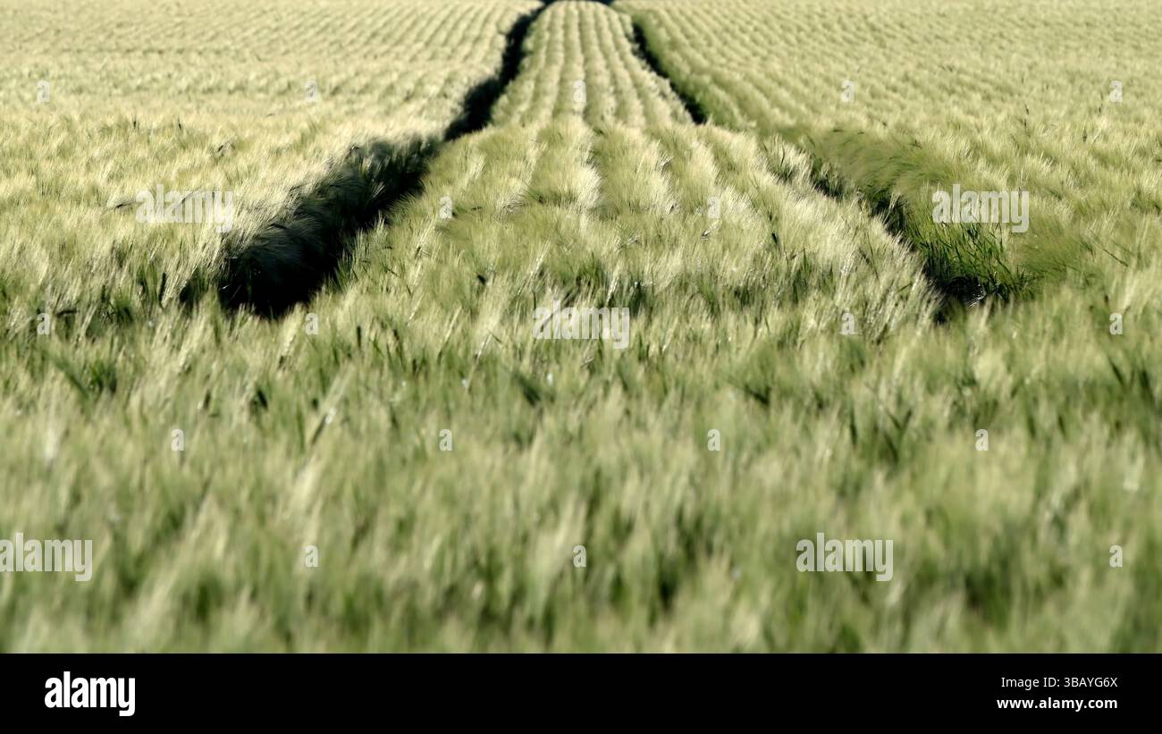 Lussureggiante campo di orzo verde che ondeggia delicatamente sotto la luce del sole, con piste, in primavera, in formato widescreen Foto Stock