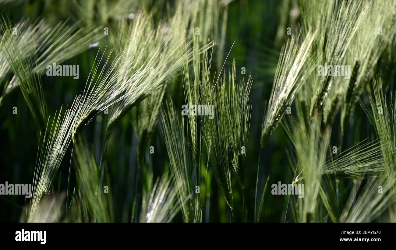 Primo piano di un lussureggiante campo di orzo verde che ondeggia delicatamente sotto la leggera brezza solare in primavera, in formato widescreen Foto Stock