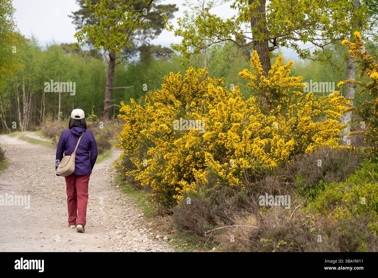Una donna che visita un sentiero nel devil's Punch Bowl, una popolare attrazione, un bacino naturale e una SSSI, con fiori gialli di gorse, nel Regno Unito Foto Stock