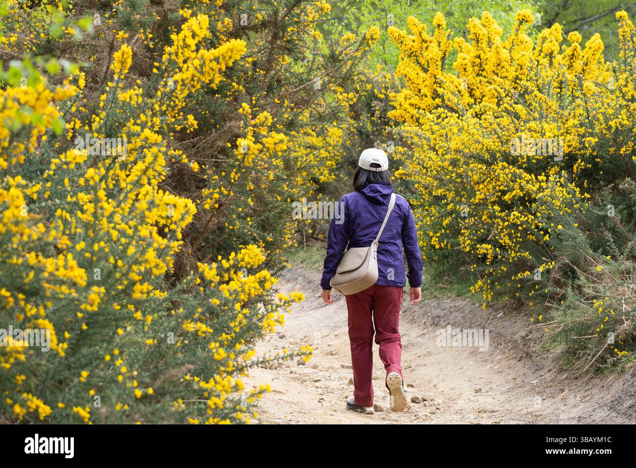 Una donna che visita un sentiero nel devil's Punch Bowl, una popolare attrazione, un bacino naturale e una SSSI, con fiori gialli di gorse, nel Regno Unito Foto Stock