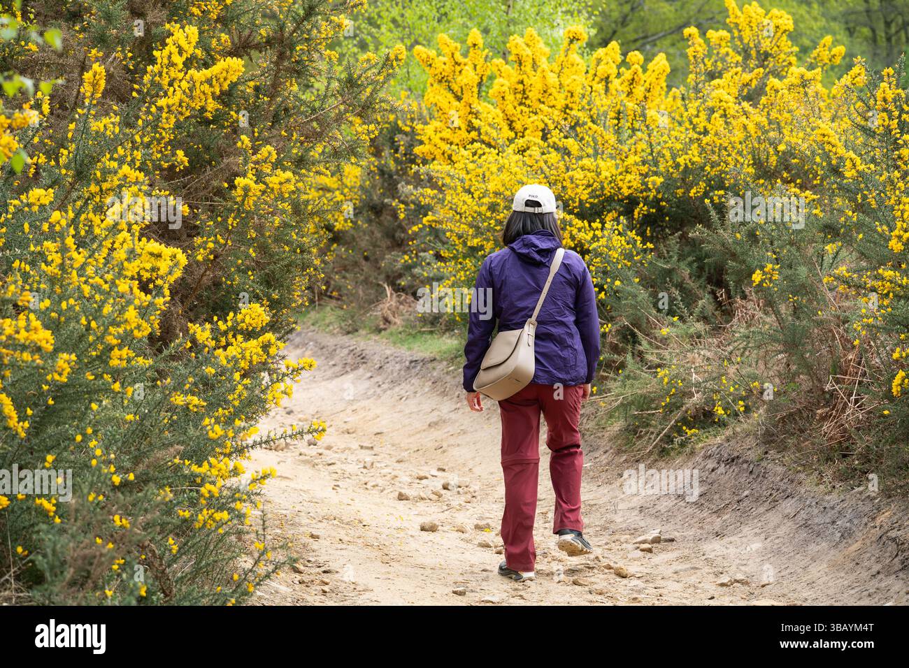 Una donna che visita un sentiero nel devil's Punch Bowl, una popolare attrazione, un bacino naturale e una SSSI, con fiori gialli di gorse, nel Regno Unito Foto Stock