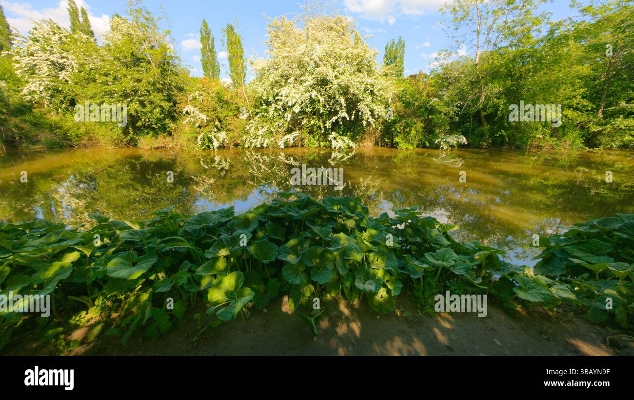Canale di Macclesfield con May Blossom. Campagna del Cheshire in primavera. - Immagine stock catturata con smartphone