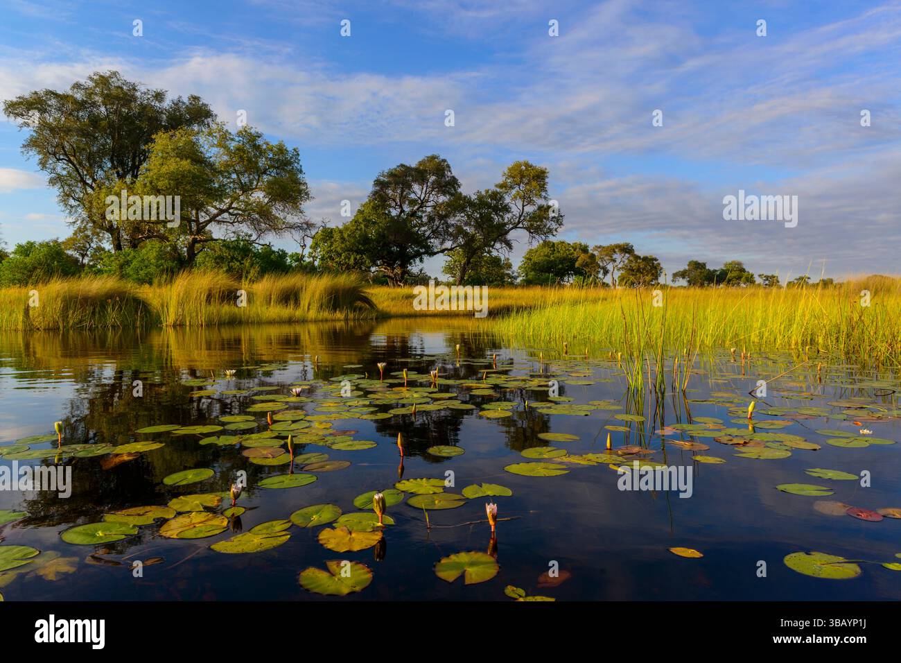 Tranquillo paesaggio fluviale con ninfee azzurre (Nymphaea nouchali) nel delta dell'Okavango, Botswana, Foto Stock