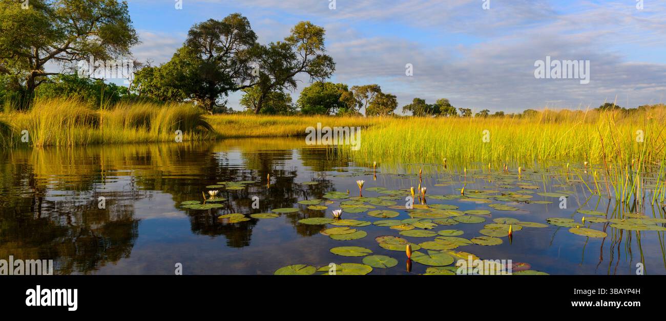 Tranquillo paesaggio fluviale con ninfee azzurre (Nymphaea nouchali) nel delta dell'Okavango, Botswana, Foto Stock