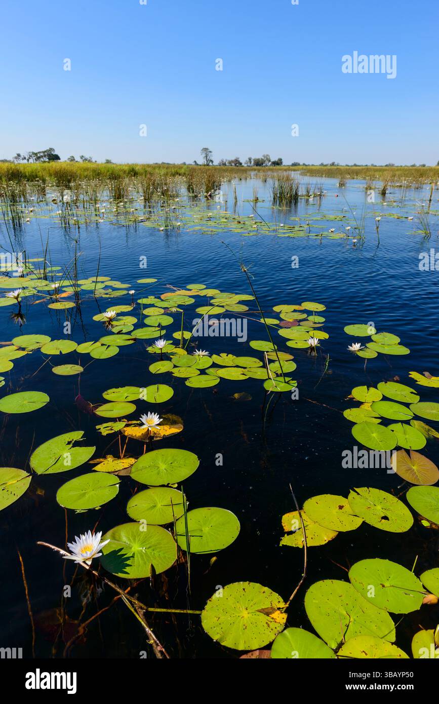 Tranquillo paesaggio fluviale con ninfee azzurre (Nymphaea nouchali) nel delta dell'Okavango, Botswana, Foto Stock