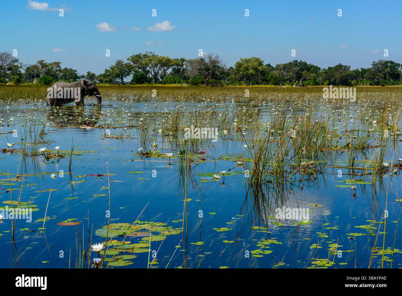 Elefante africano (Loxodonta africana) che si nutre tra le ninfee blu (Nymphaea nouchali nelle acque del delta dell'Okavango. Botswana. Foto Stock