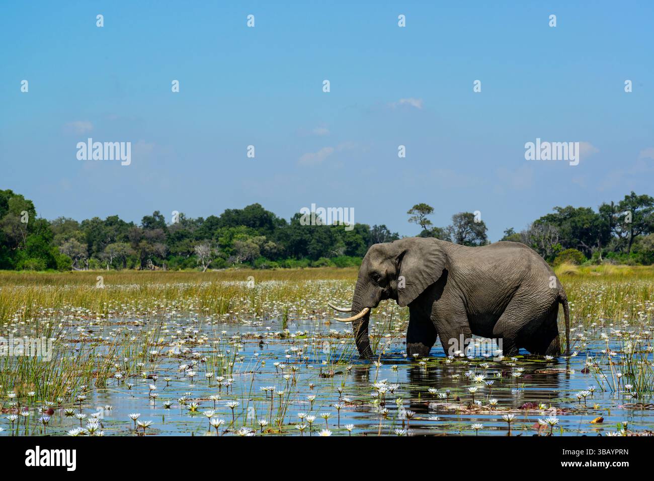 Elefante africano (Loxodonta africana) che si nutre tra le ninfee blu (Nymphaea nouchali nelle acque del delta dell'Okavango. Botswana. Foto Stock