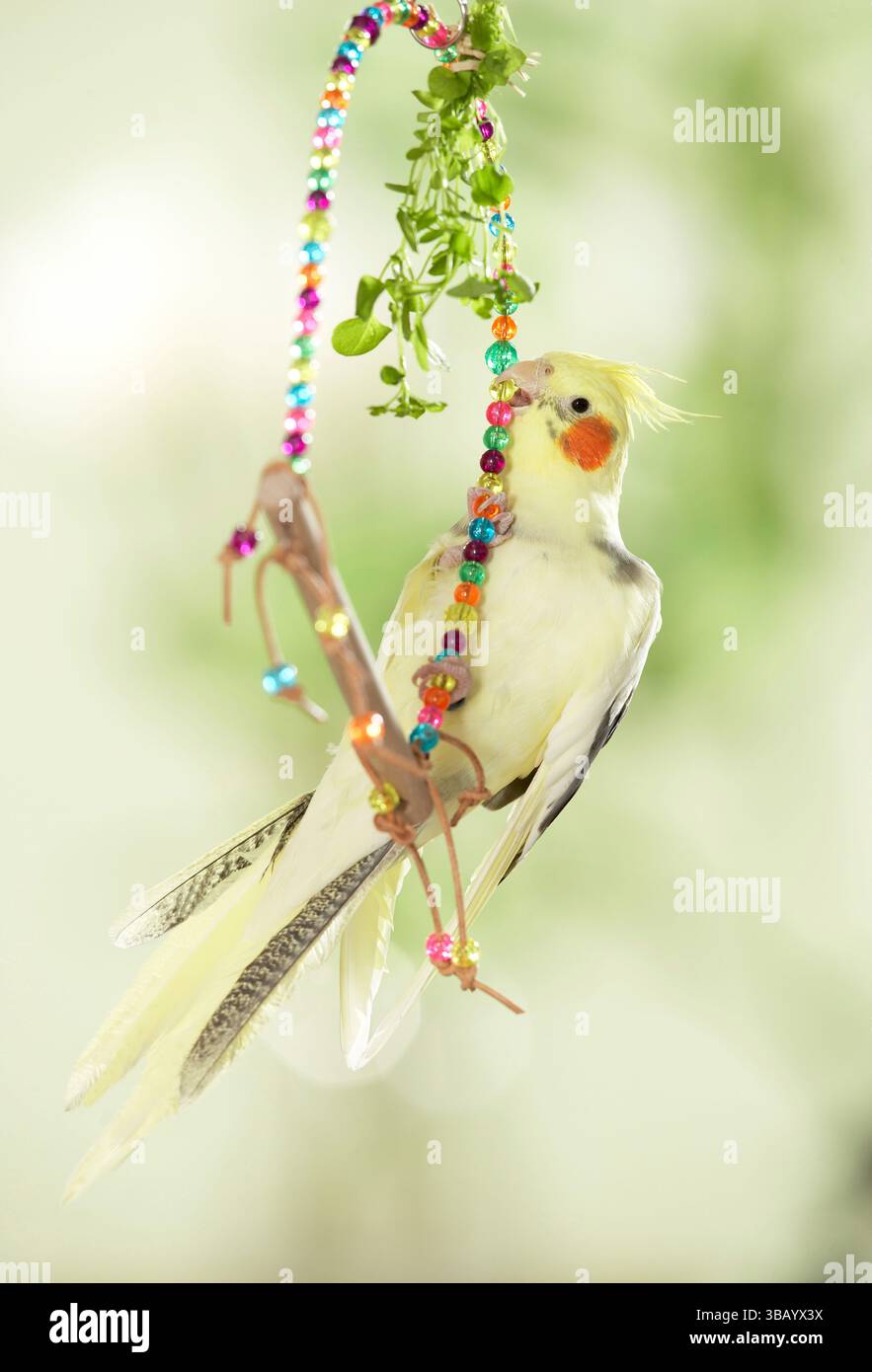 Cockatiel. Lutino giallo limone che gioca su swing colorato. Germania Foto Stock