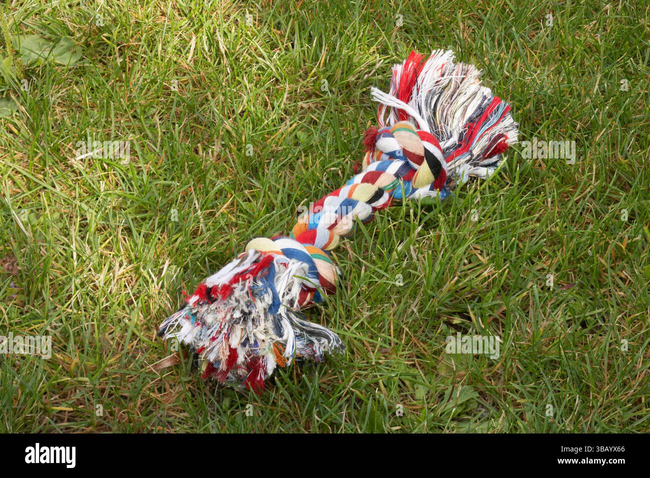 Fune giocattolo per cani distesi sull'erba. Foto Stock