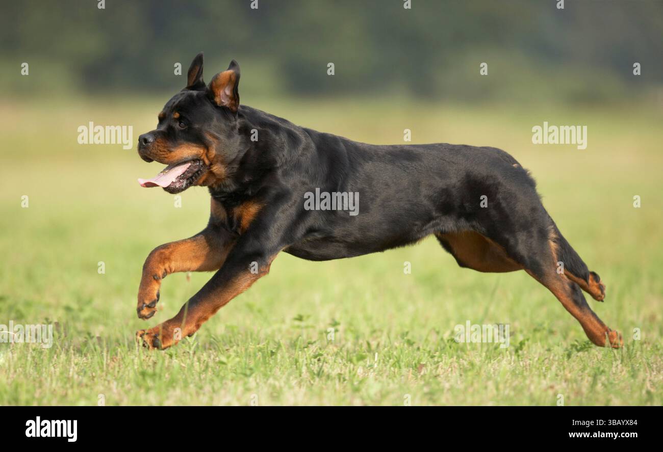 Rottweiler. Cane adulto che corre in un prato. Germania Foto Stock