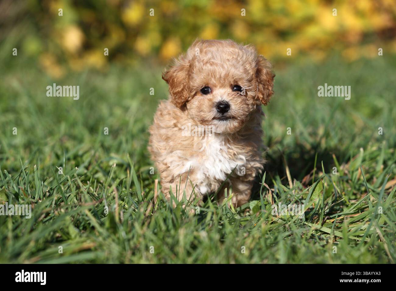 Bollipoo, cucciolo. Un ibrido, i genitori appartengono a due razze diverse, l'accoppiamento è pianificato. La madre è una Bolonka Zwetna e il padre è un Toy Poodle. Germania Foto Stock