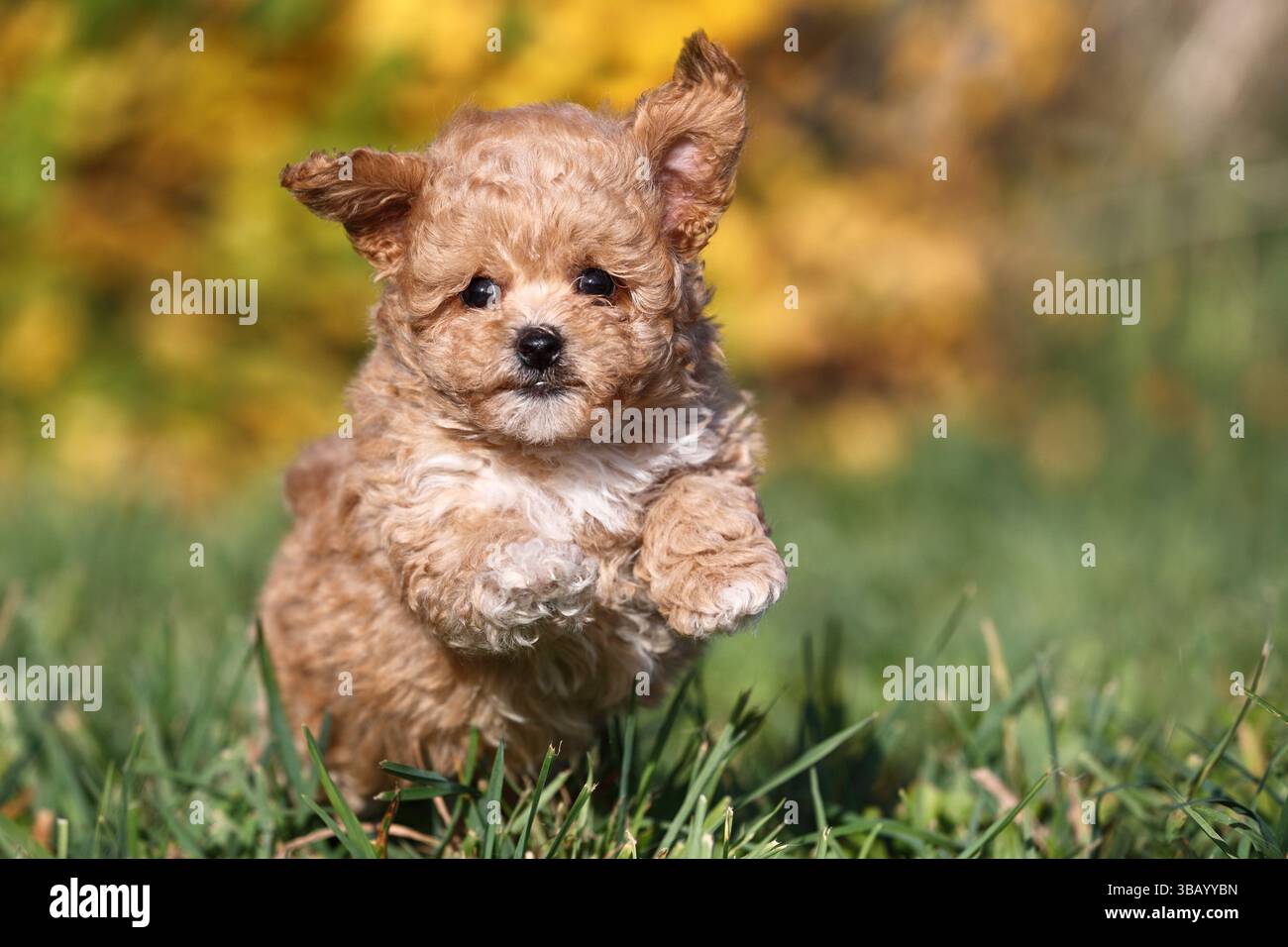 Bollipoo, cucciolo che corre. Un ibrido, i genitori appartengono a due razze diverse, l'accoppiamento è pianificato. La madre è una Bolonka Zwetna e il padre è un Toy Poodle. Germania Foto Stock