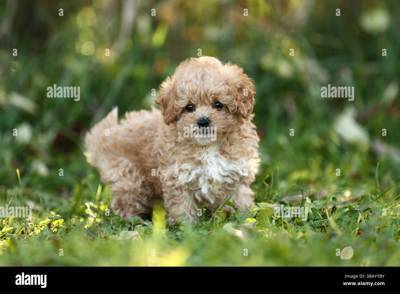 Bollipoo, cucciolo. Un ibrido, i genitori appartengono a due razze diverse, l'accoppiamento è pianificato. La madre è una Bolonka Zwetna e il padre è un Toy Poodle. Germania Foto Stock