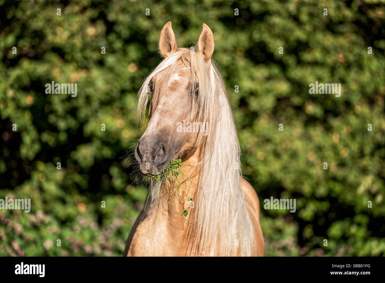 Cavallo spagnolo puro, PRE, cavallo andaluso. Ritratto dello stallone Palomino Nettuno, alimentazione Foto Stock