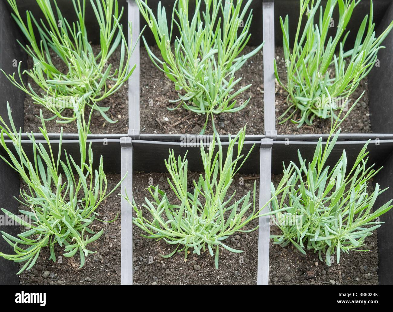 Piantine di lavanda in contenitore, focalizzazione selettiva. Foto Stock