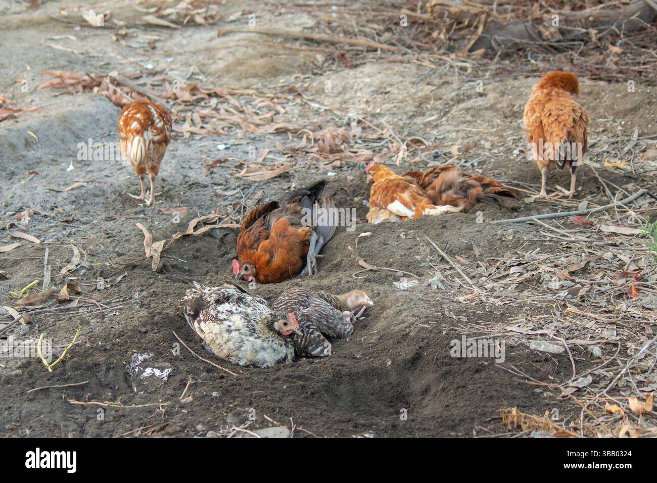 Due polli che fanno un bagno di polvere sul terreno – comportamento naturale del pollame Foto Stock