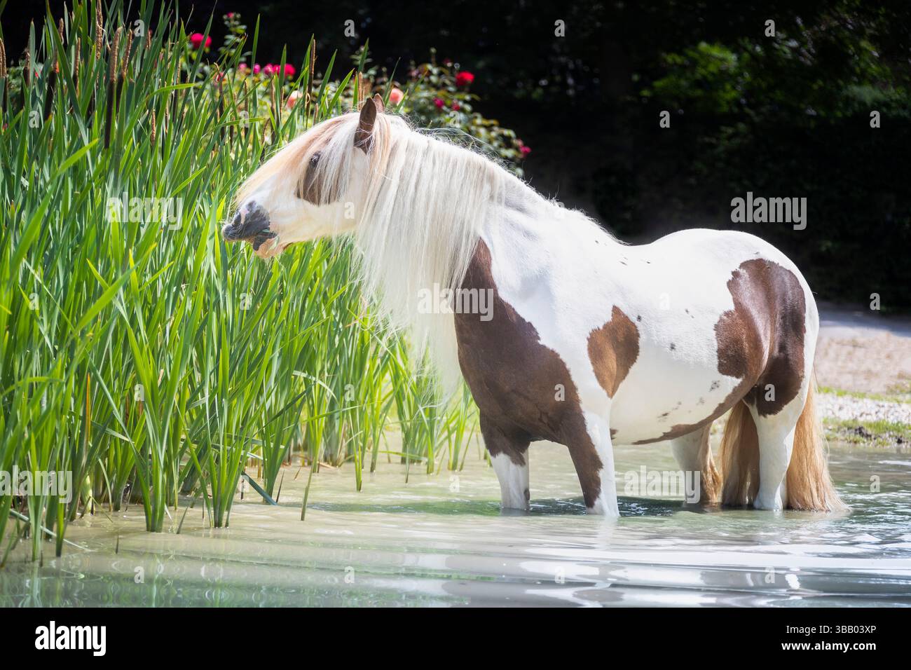 Galineers Cob. Mare in piedi in un lago, nutrendosi di canne. Germania Foto Stock