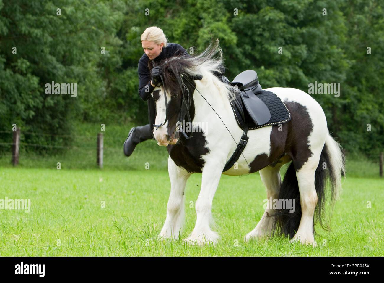 Un Tinker sta tirando. Di conseguenza, il suo cavaliere cade dal cavallo. Serie: 5 di 8. Germania Foto Stock