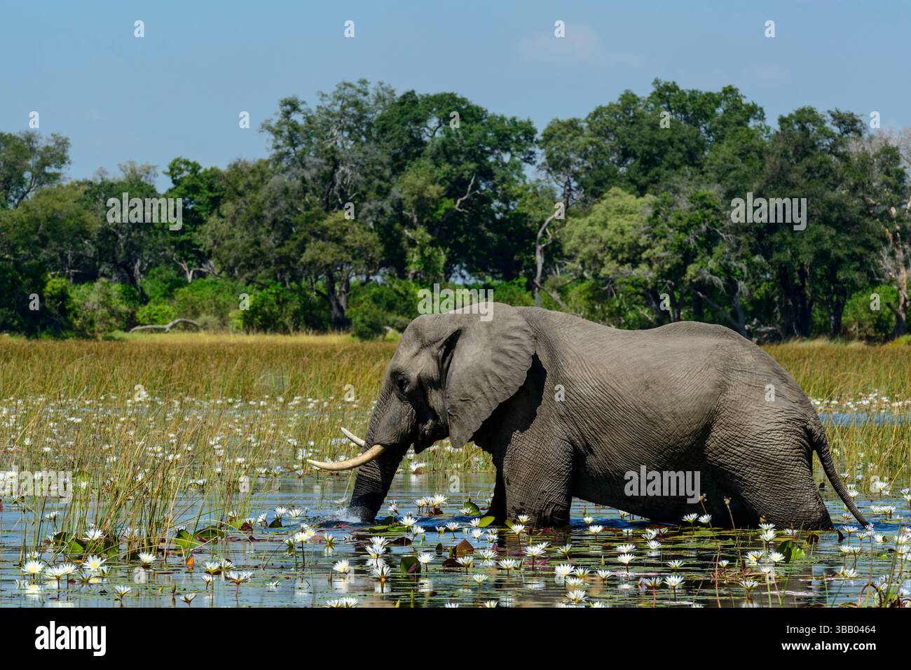 Elefante africano (Loxodonta africana) che si nutre tra le ninfee blu (Nymphaea nouchali nelle acque del delta dell'Okavango. Botswana. Foto Stock