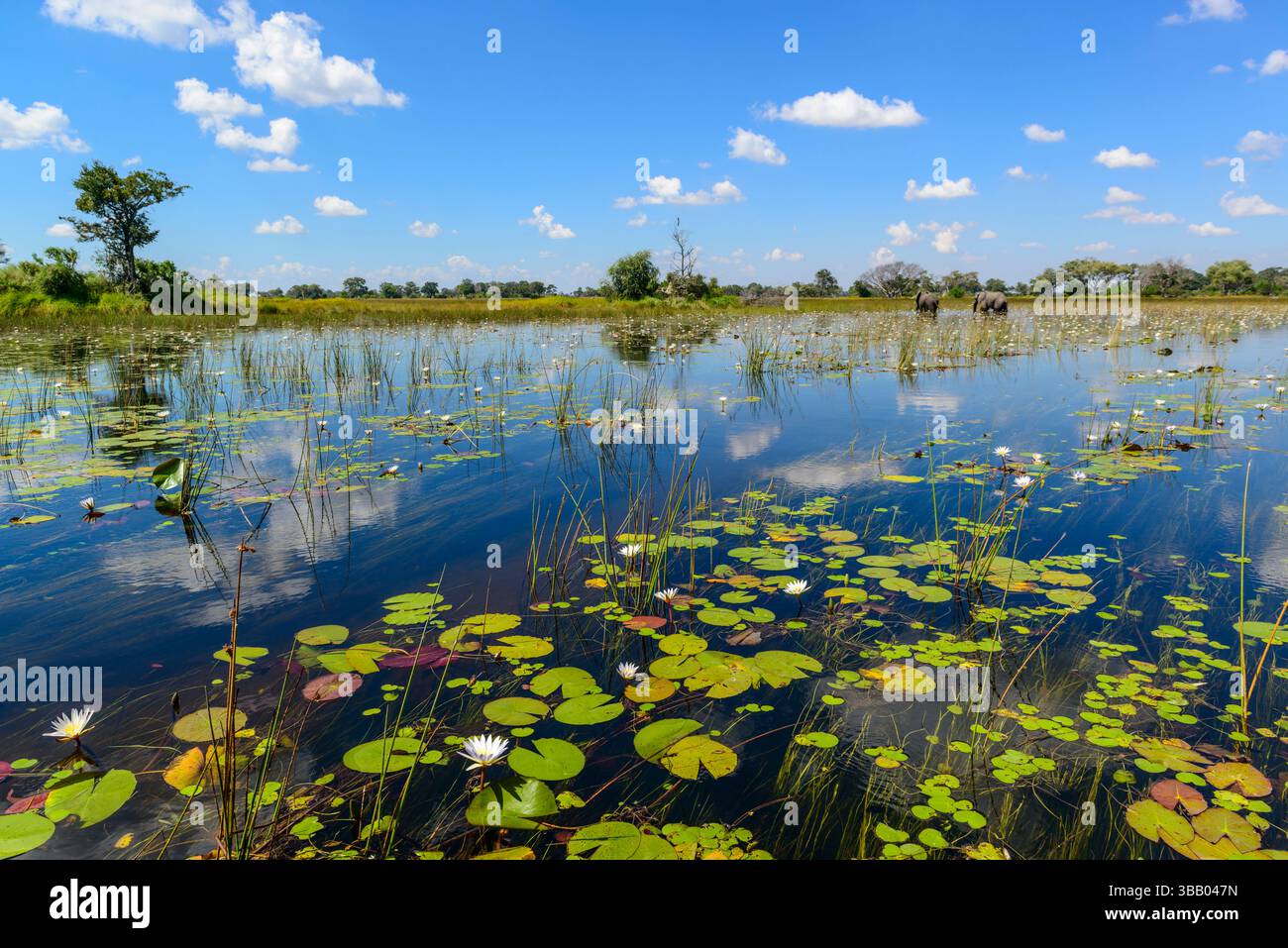 Elefante africano (Loxodonta africana) che si nutre tra le ninfee blu (Nymphaea nouchali nelle acque del delta dell'Okavango. Botswana. Foto Stock