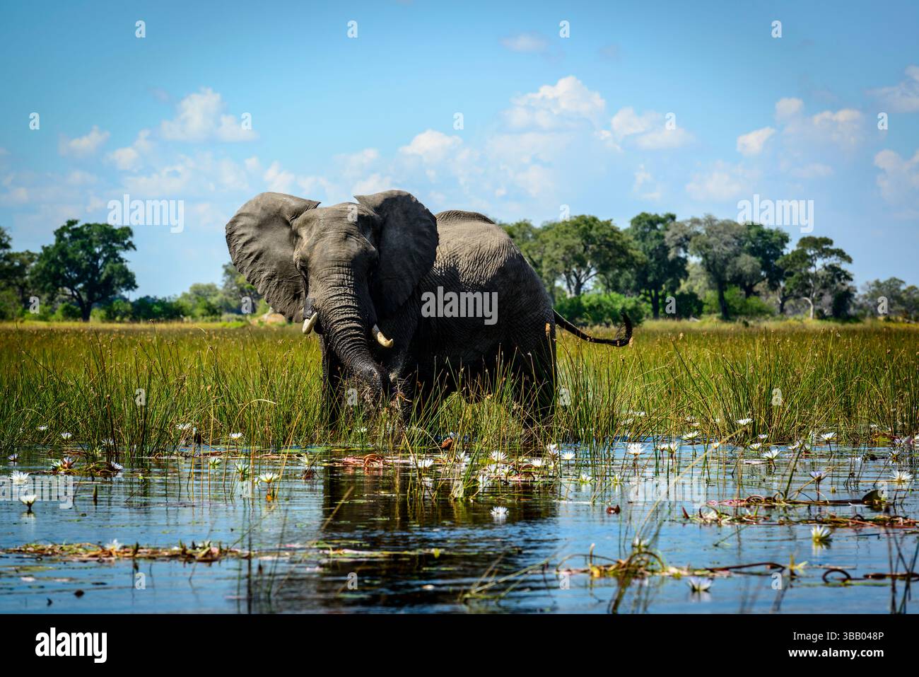 Elefante africano (Loxodonta africana) che si nutre tra le ninfee blu (Nymphaea nouchali nelle acque del delta dell'Okavango. Botswana. Foto Stock