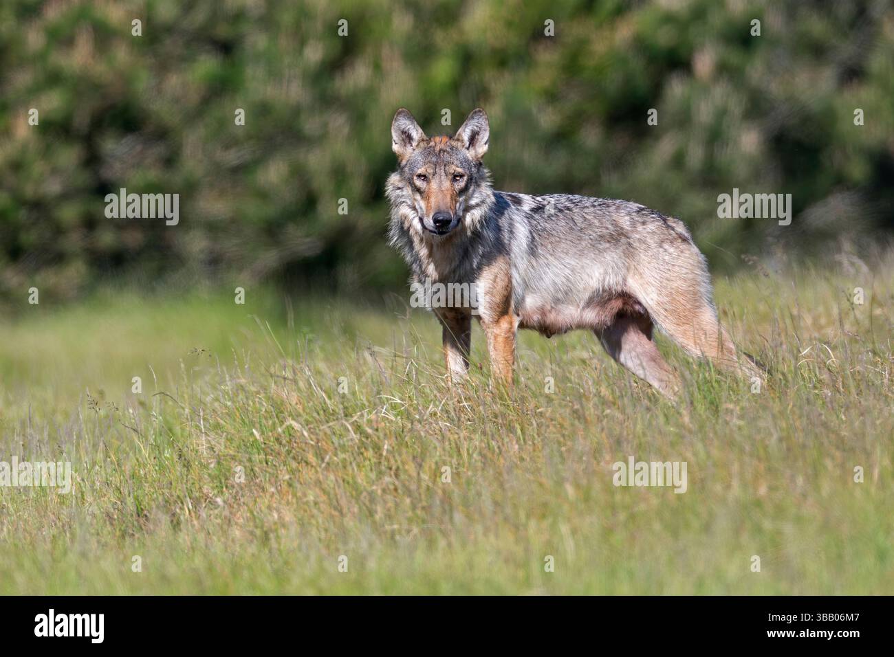 Lupo europeo (Canis lupus). Un ultimo sguardo dalla femmina, poi torna nella pineta fino ai cuccioli che aspettano nella tana. Danimarca Foto Stock