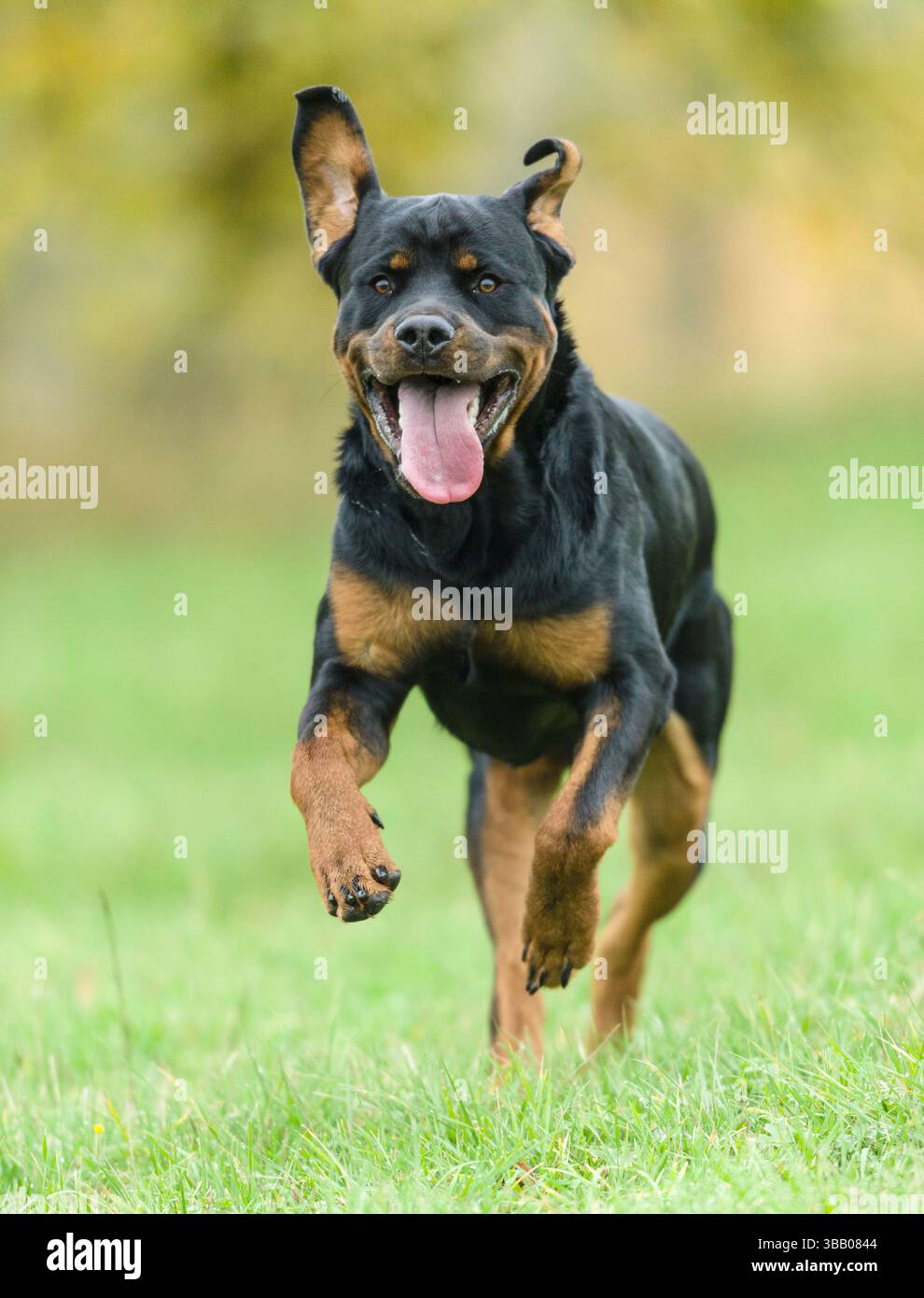 Rottweiler. Cane adulto che corre in un prato. Germania Foto Stock