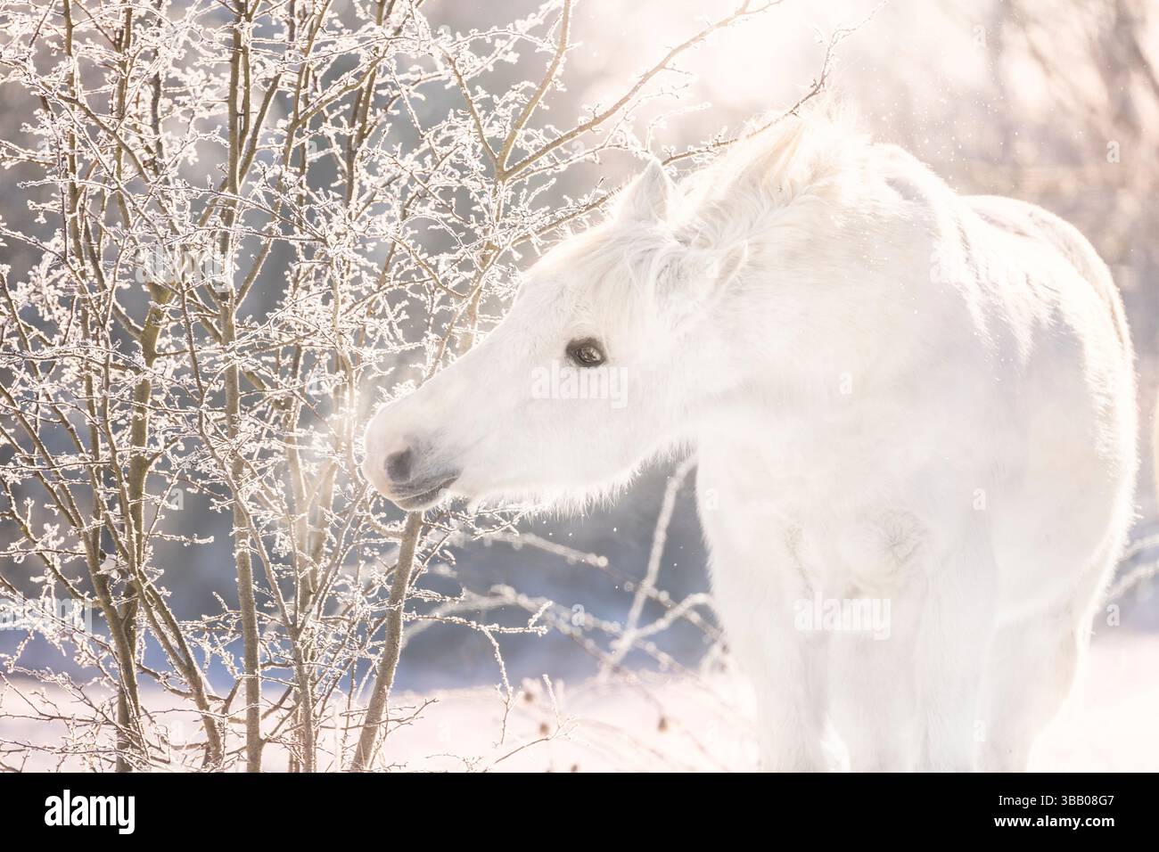 Puro di razza spagnola, andaluso. Adulto grigio che stuzzica i ramoscelli ricoperti di hoarfrost. Germania Foto Stock