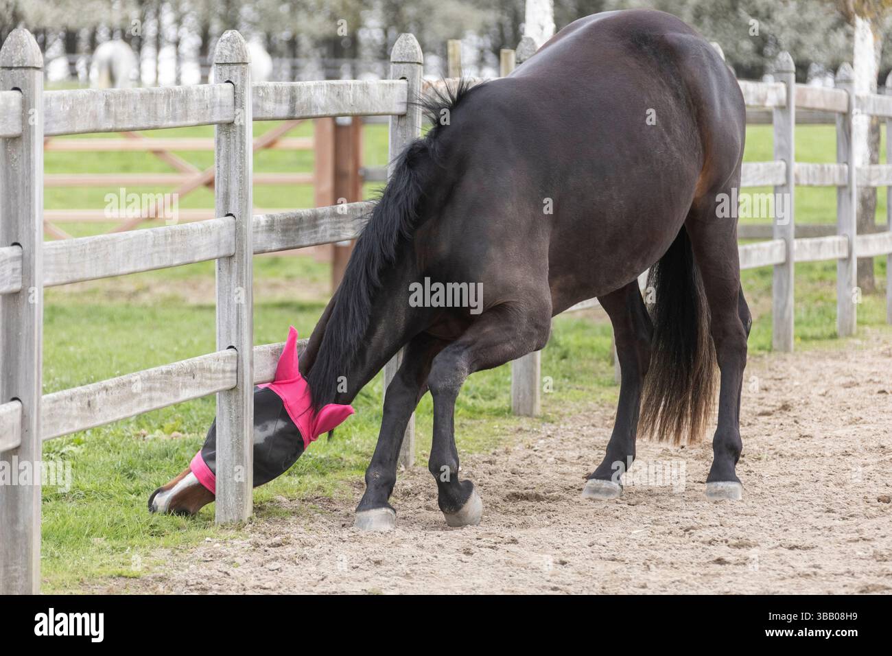 Un cavallo spreme sotto una recinzione per pascolare l'erba gustosa Foto Stock