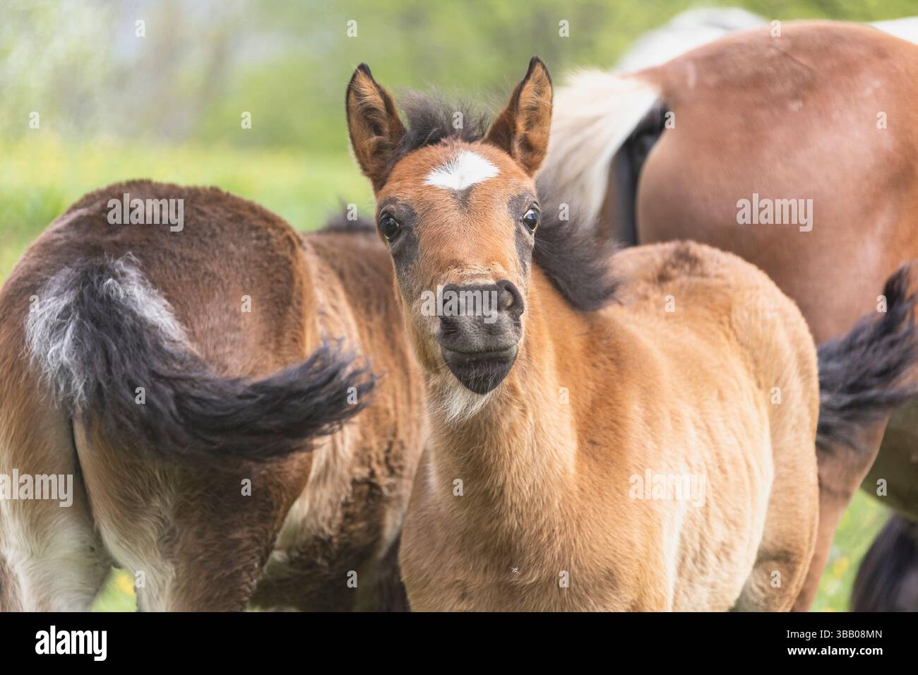 Kiger Mustang. Foal e la sua famiglia. Austria Foto Stock