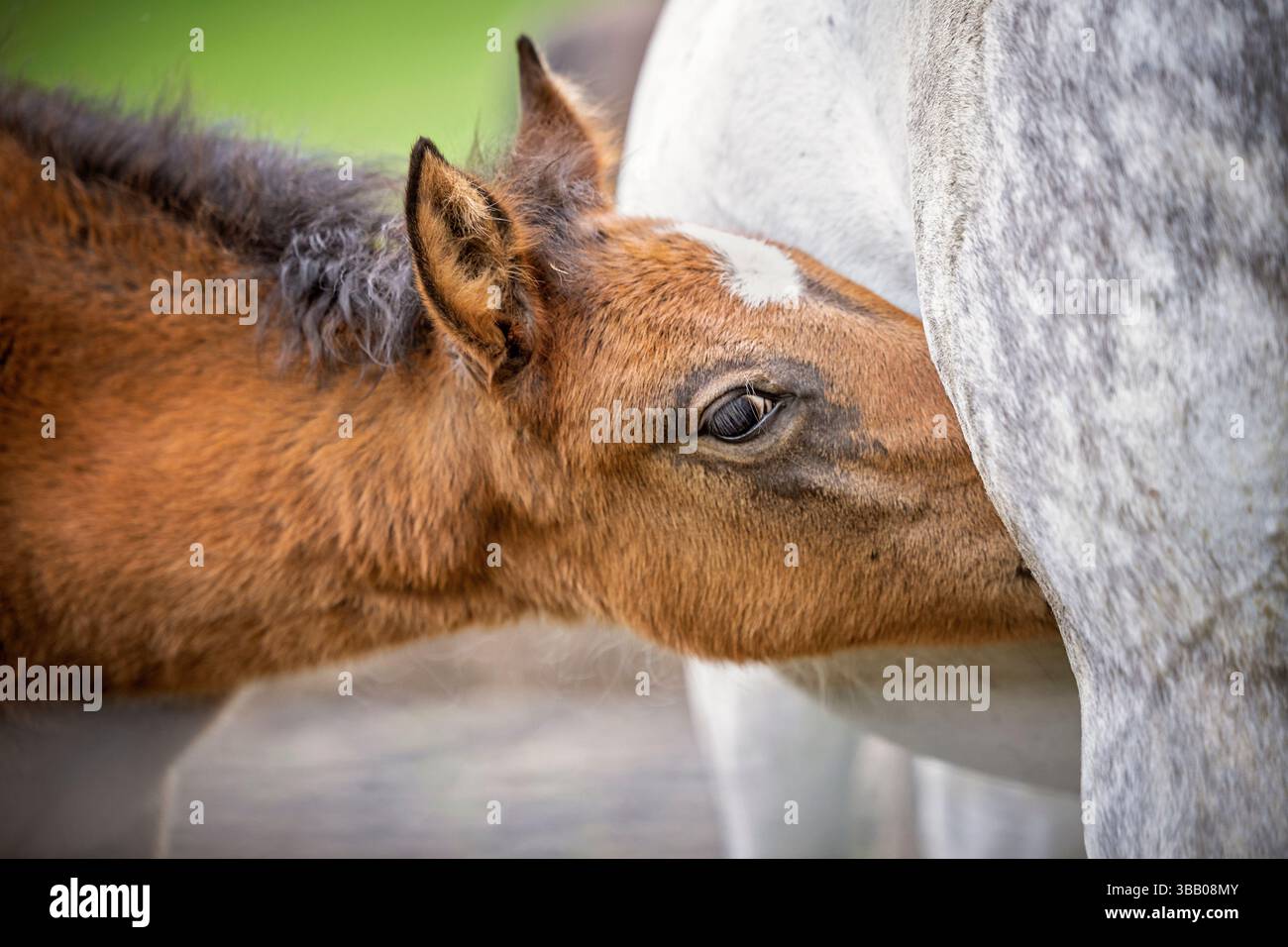 Kiger Mustang. Suzione di puledro. Austria Foto Stock