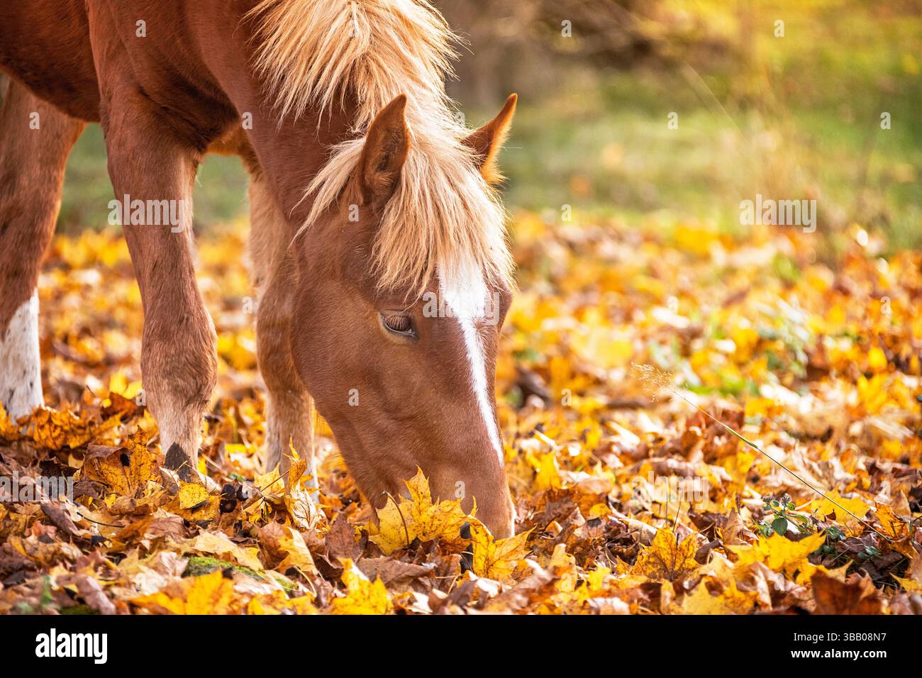 Kiger Mustang. Giovane stallone che si forgia in lettiera. Austria Foto Stock