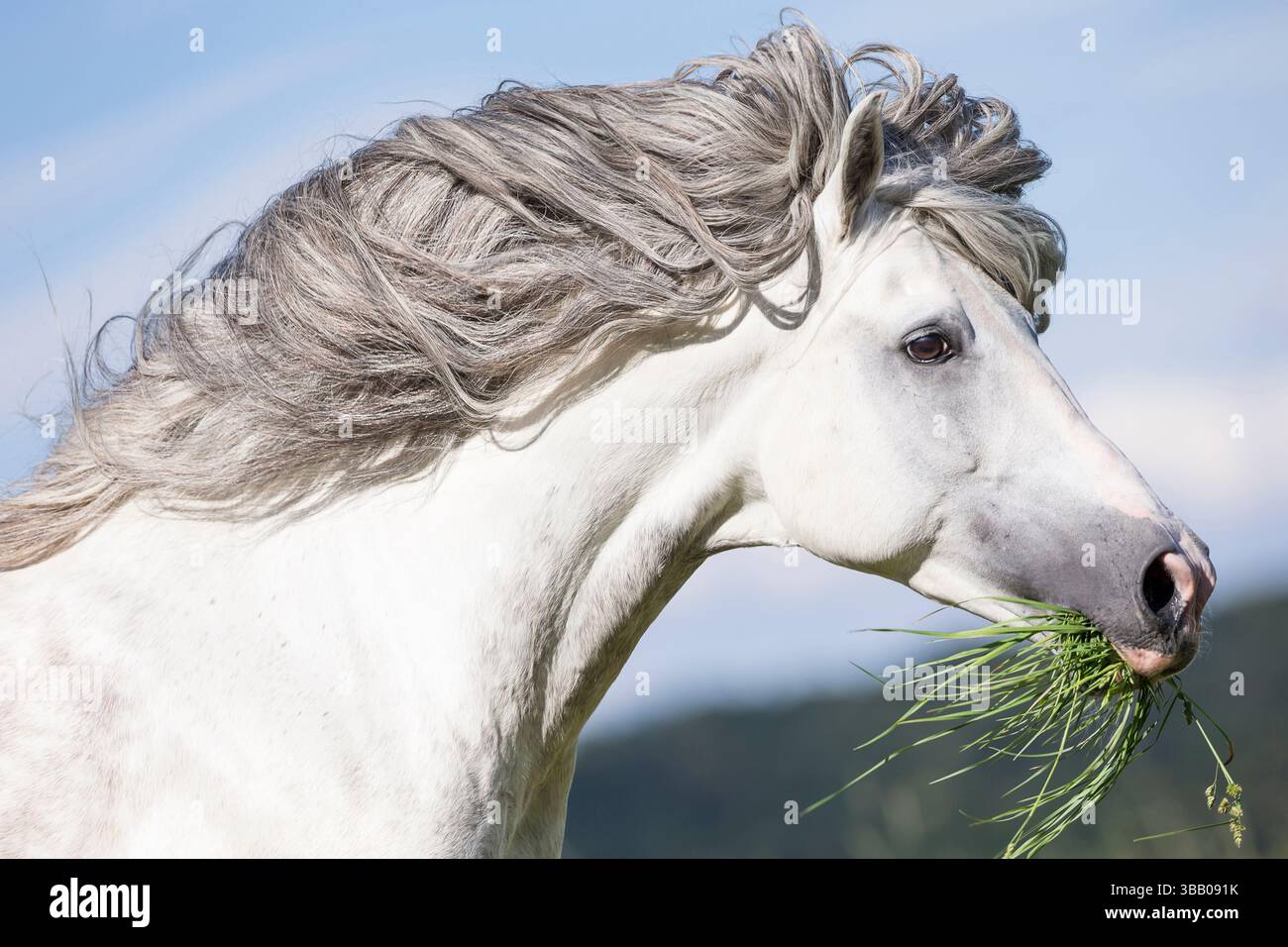 Lusitano. Ritratto di stallone grigio con erba in bocca. Germania Foto Stock